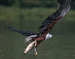 African Fisheagle